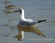 Mouette rieuse_5957.jpg